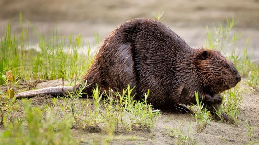 North American Beaver