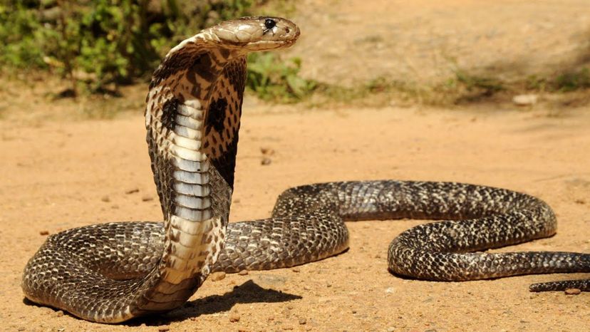 Você consegue identificar todas essas cobras letais?