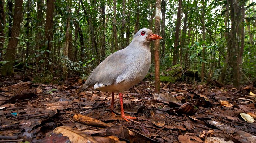 Kagu