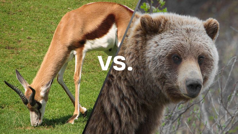 Springbok vs Grizzly Bear