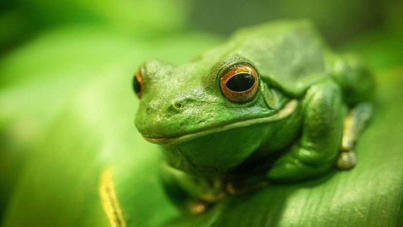 leaf green tree frog