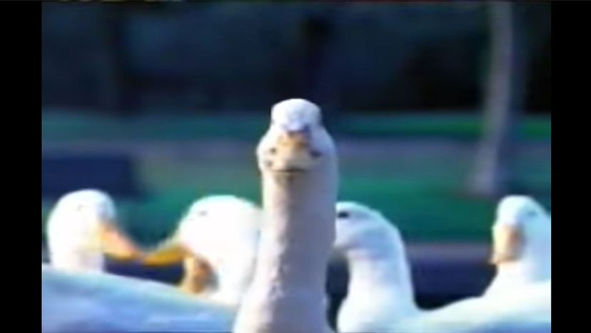 Insurance AFLAC duck
