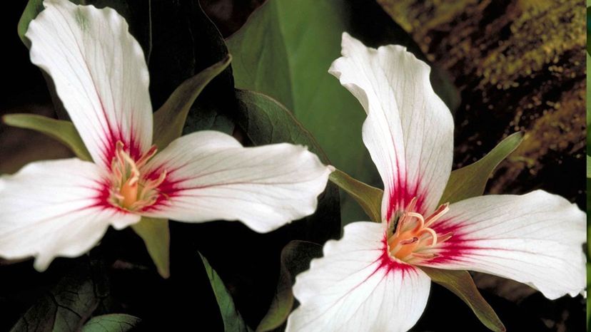 Trillium