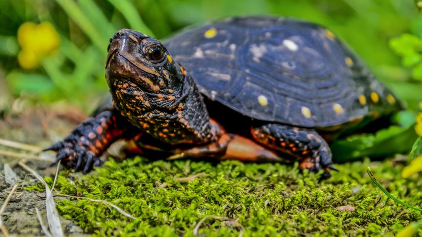 Spotted Turtle