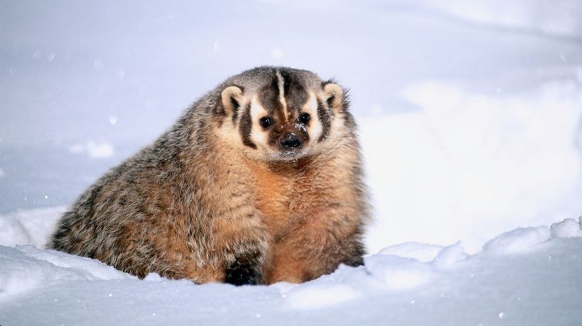 American Badger