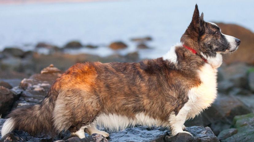 21 Cardigan Welsh Corgi