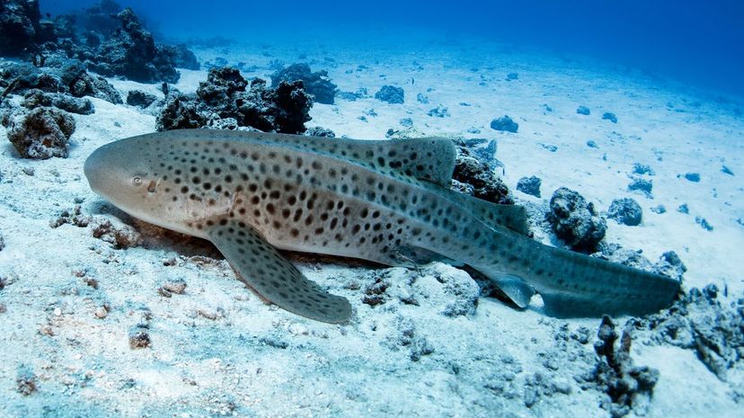 Leopard shark