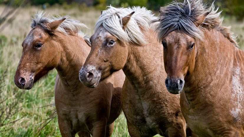 Three fjord horses