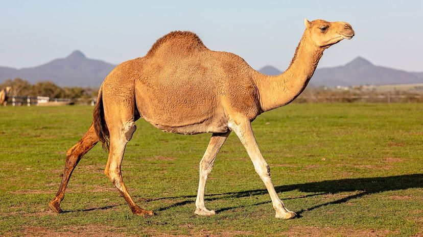 Camel