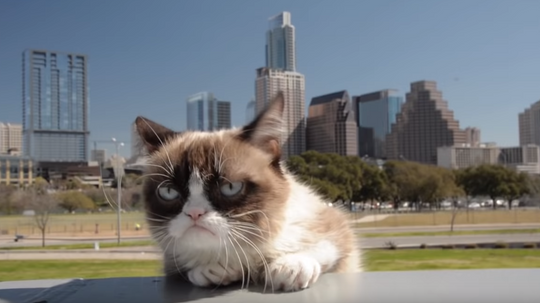 What % Grumpy Cat Are You?