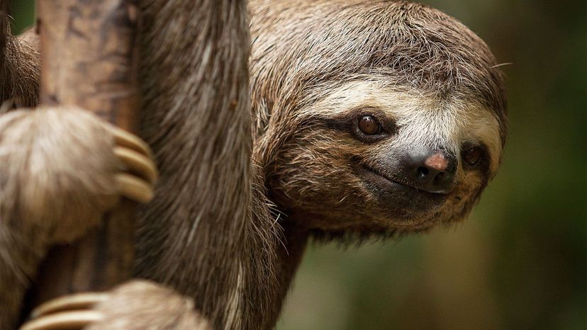 Three-Toed Sloth