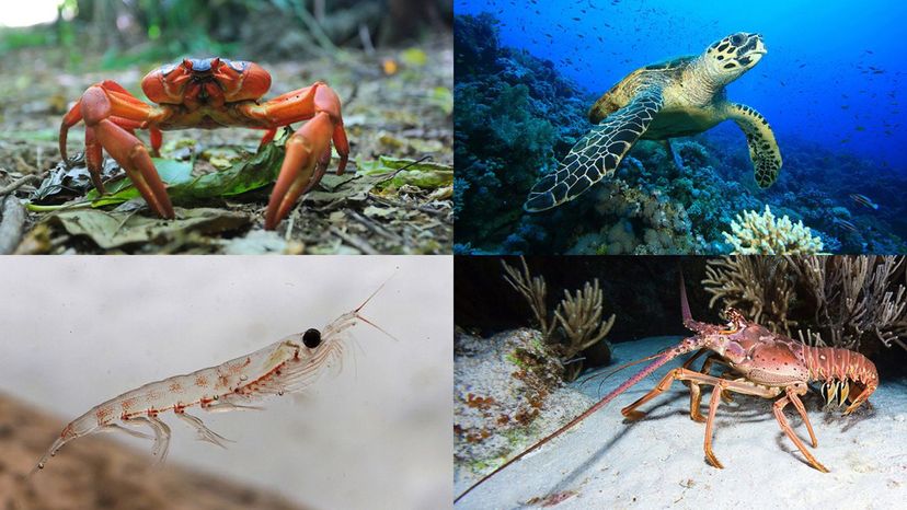 crab, krill, lobster, hawksbill turtle
