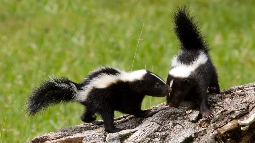 Skunk