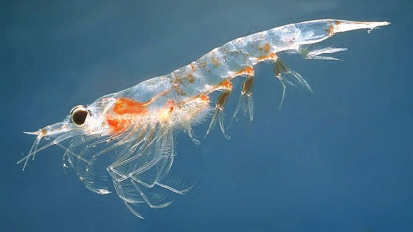 Krill