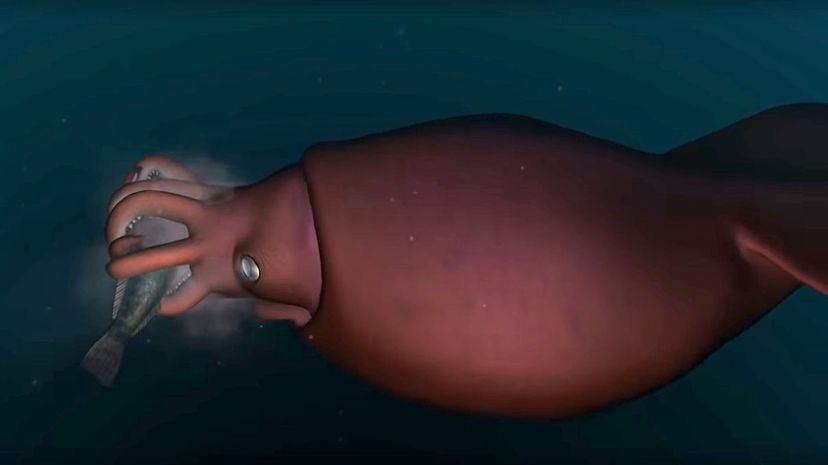 23 Colossal squid