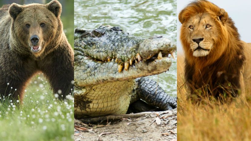 What Apex Predator Are You?