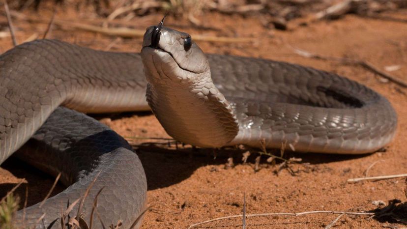 Você consegue identificar todas essas cobras letais?