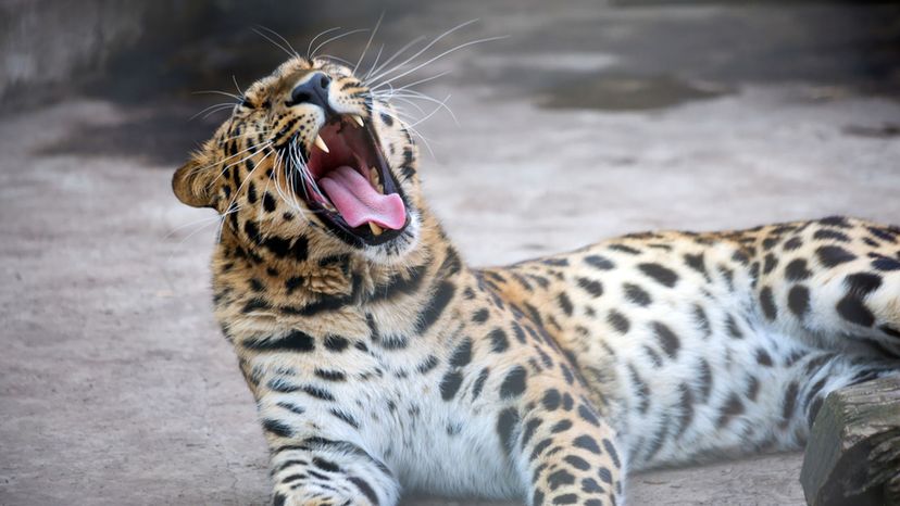 Amur Leopard