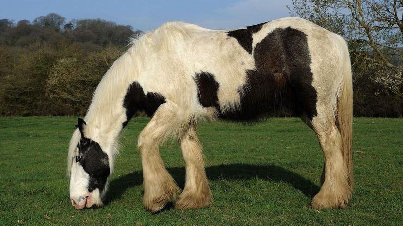 Gypsy Horse