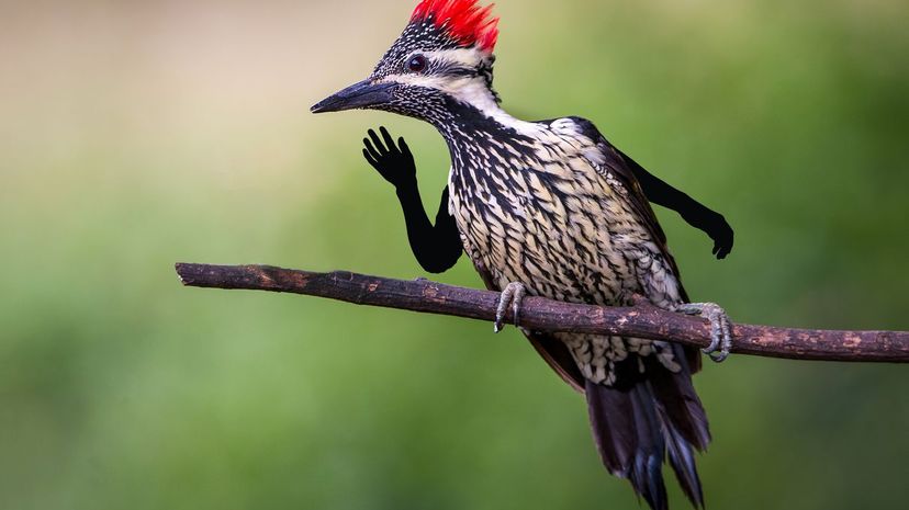 Woodpecker