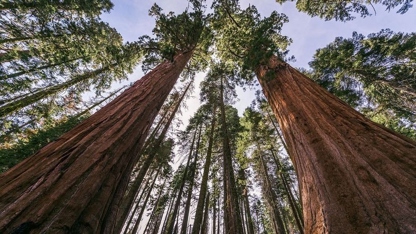 1 giant sequoia GettyImages-544773032