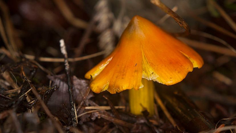 _Witch's_Hat_,_Hygrocybe mushroom