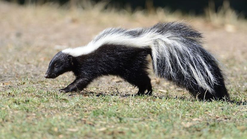 Striped Skunk