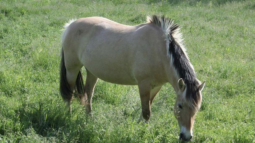 Fjord Horse