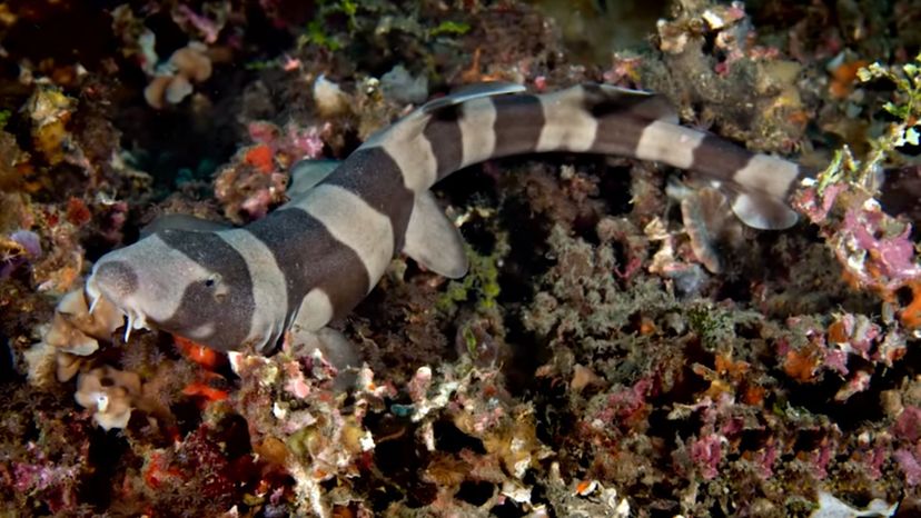 Longtail Carpet Shark