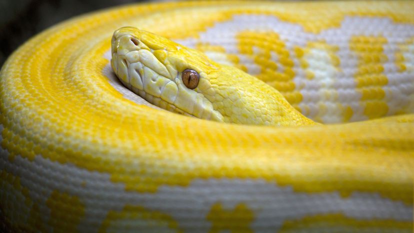 Reticulated Python