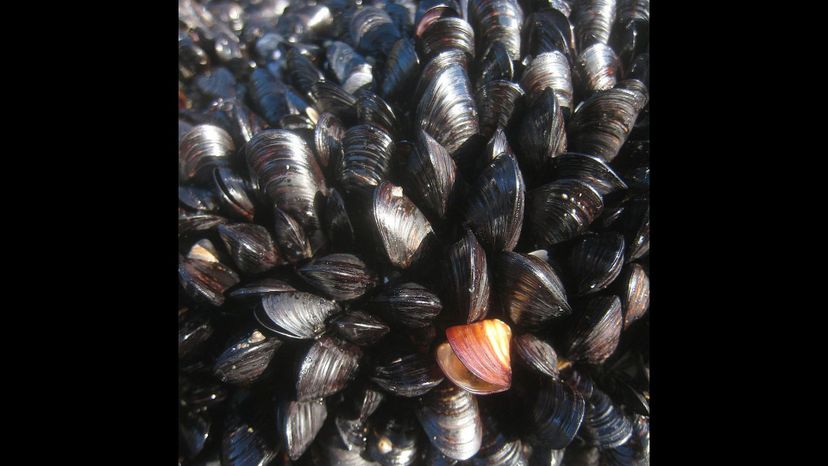 Black mussels