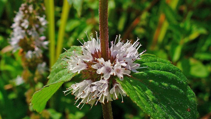 Pennyroyal (menthe pulegium)