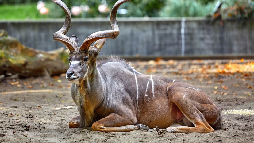 Greater kudu