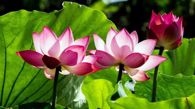 34 Lotus flowers