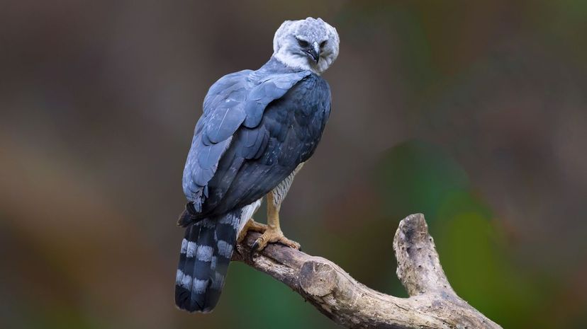 Harpy Eagle