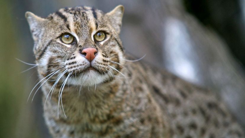 5-Fishing Cat