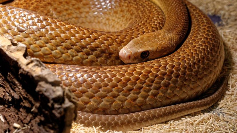 Este quiz de identificação de cobras venenosas é realmente difícil