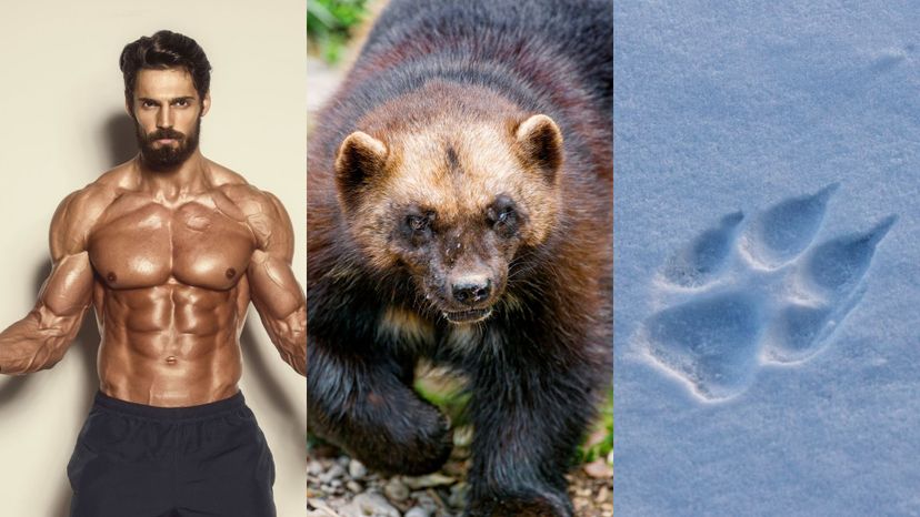 Wolverine