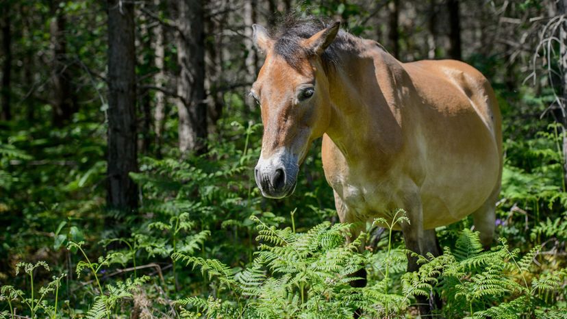 Gotland-Russ Pony