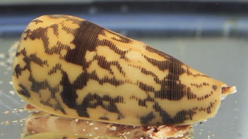 Marbled cone snail