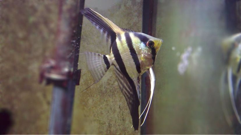 Silver Angelfish