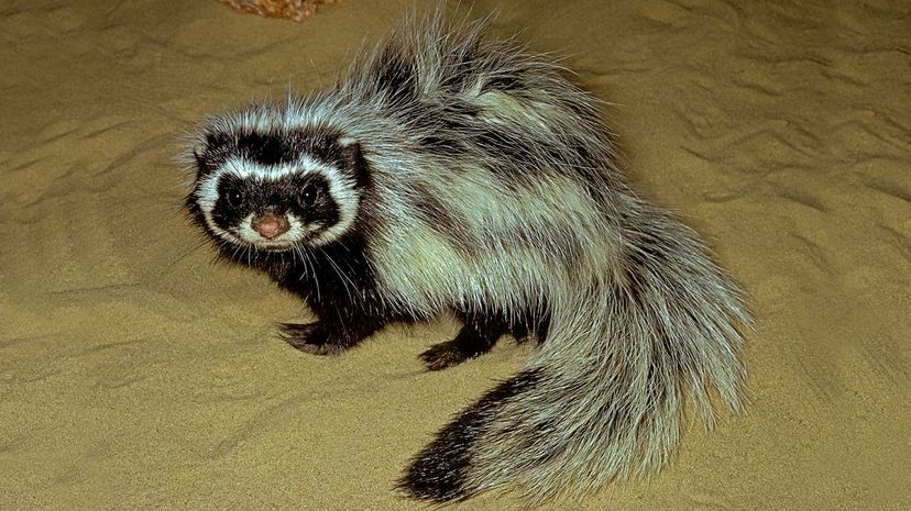 Striped Polecat