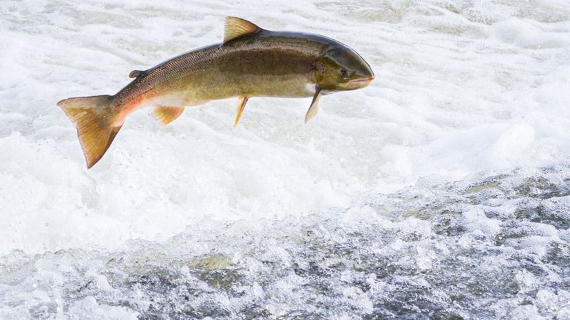 Atlantic Salmon