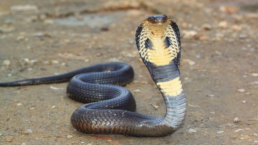 Forest Cobra