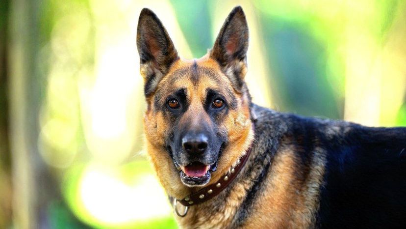 German Shepherd