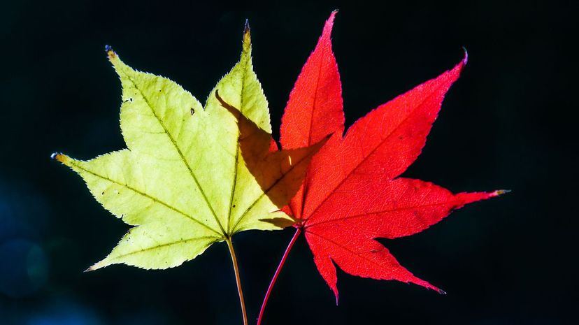 Red and yellow maple leaf
