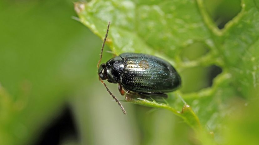 flea beetle