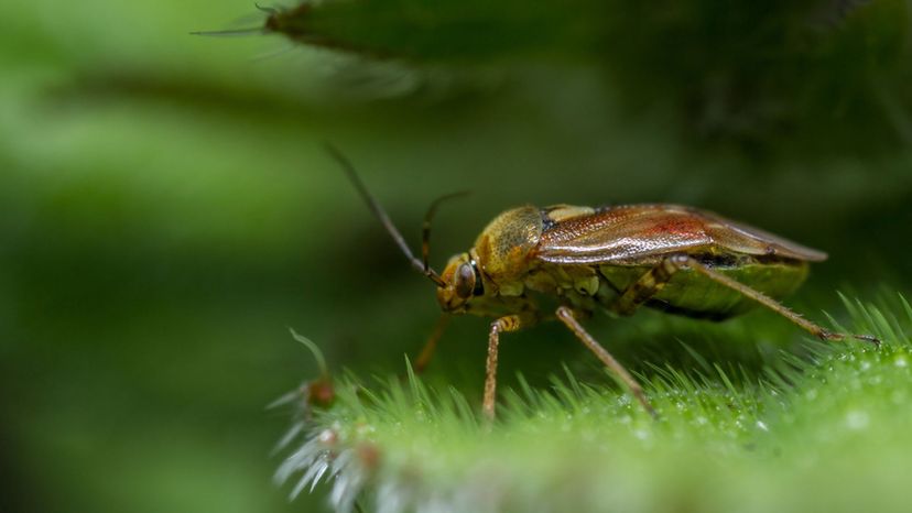 tarnished plant bug