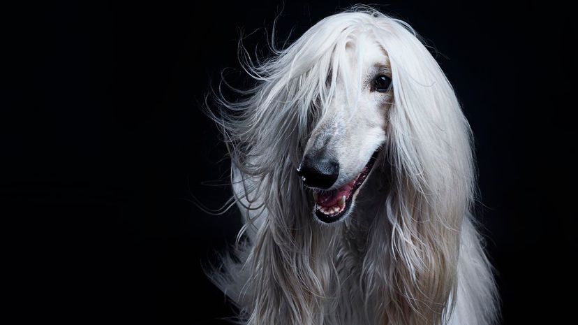 An Afghan hound