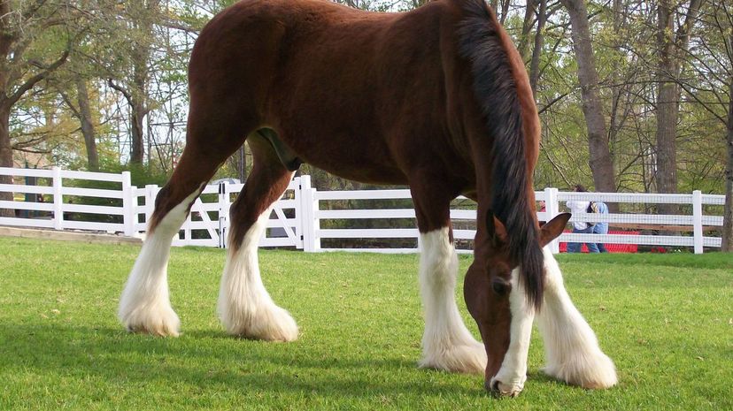 Clydesdale